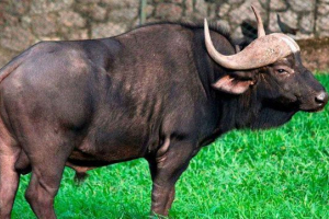 Gaur - a valódi bikák nemzetség legnagyobb képviselője